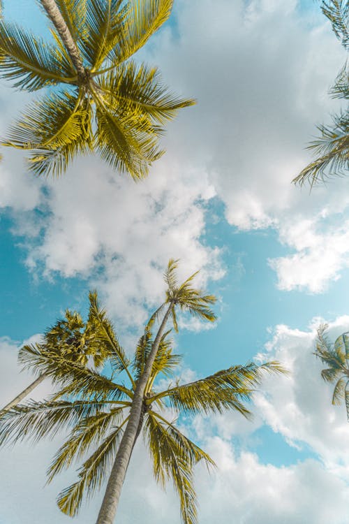 Coconut Palm Trees · Free Stock Photo