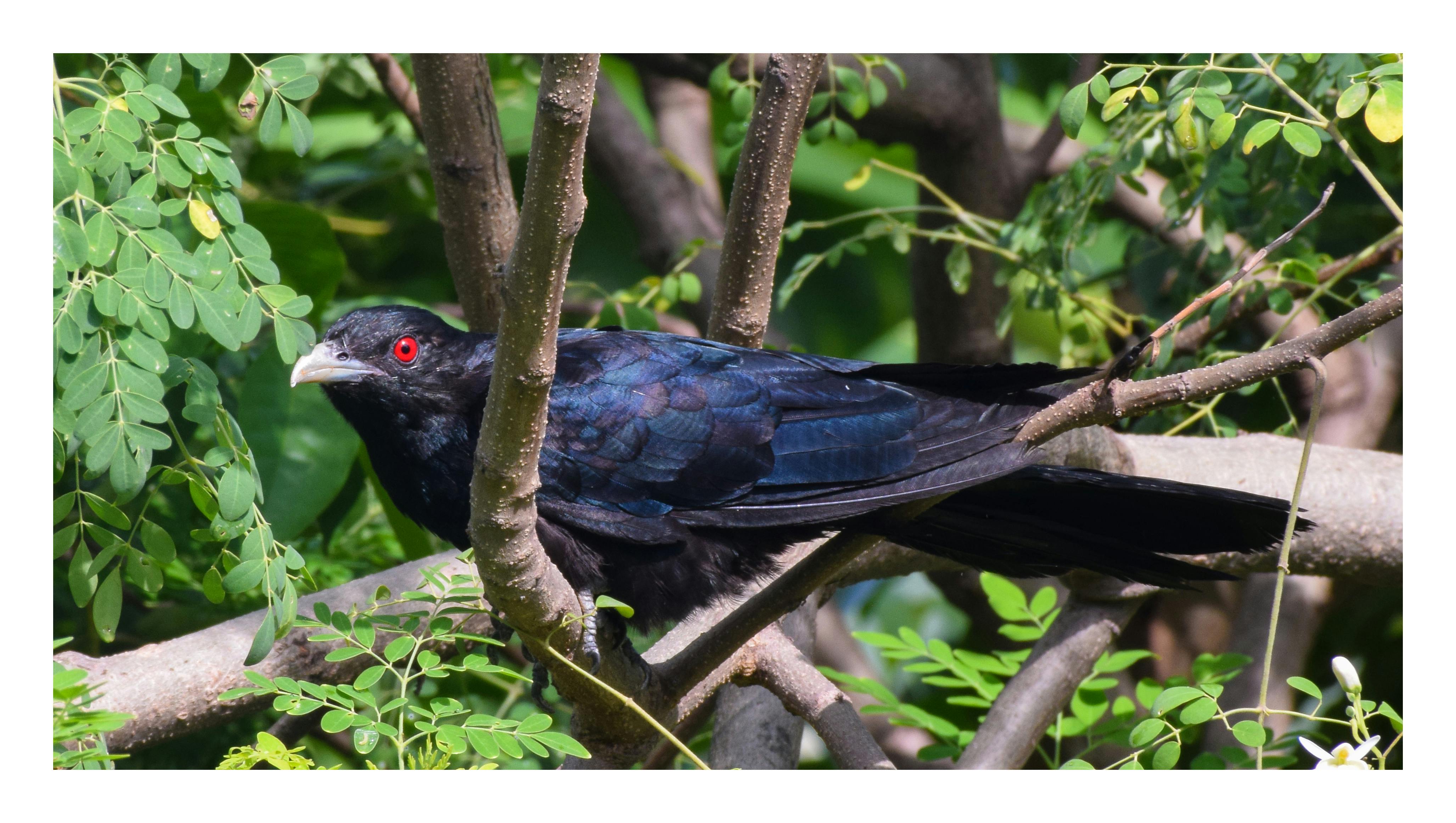 Free Stock Photo Of Bird Black Bird Red Eye