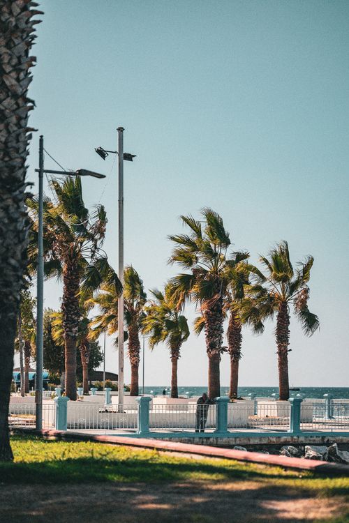 Free Scenic view of palm trees lining a seaside promenade in Istanbul, Türkiye. Stock Photo