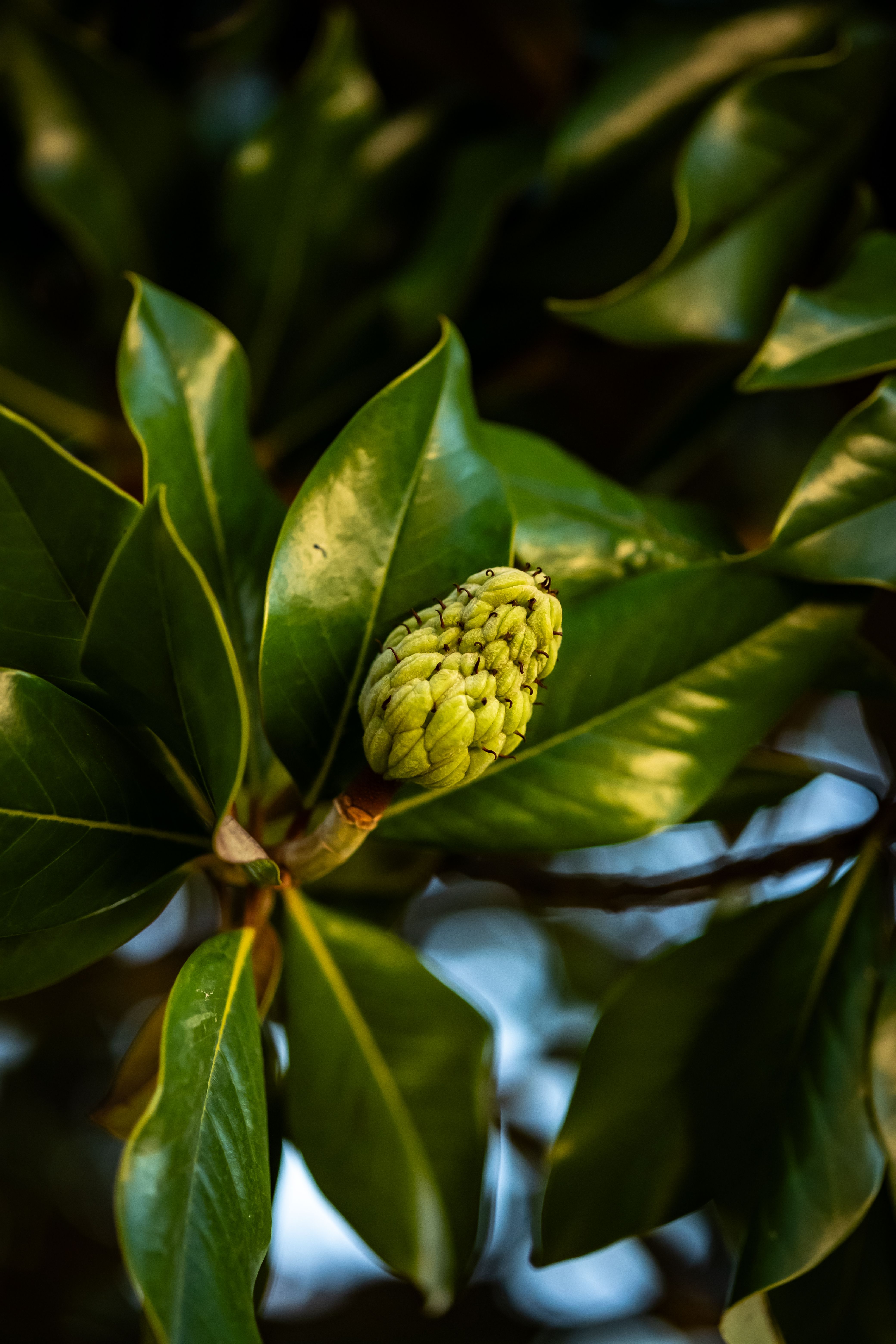 Green Leaf Plant in Close Up Photography · Free Stock Photo