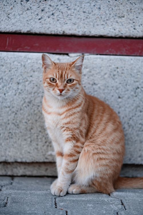 Free Cute ginger tabby cat sitting outdoors on a street in İstanbul, Türkiye. Stock Photo