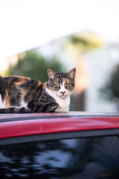 Free A cute calico cat leisurely resting on a car roof in an urban İstanbul setting. Stock Photo