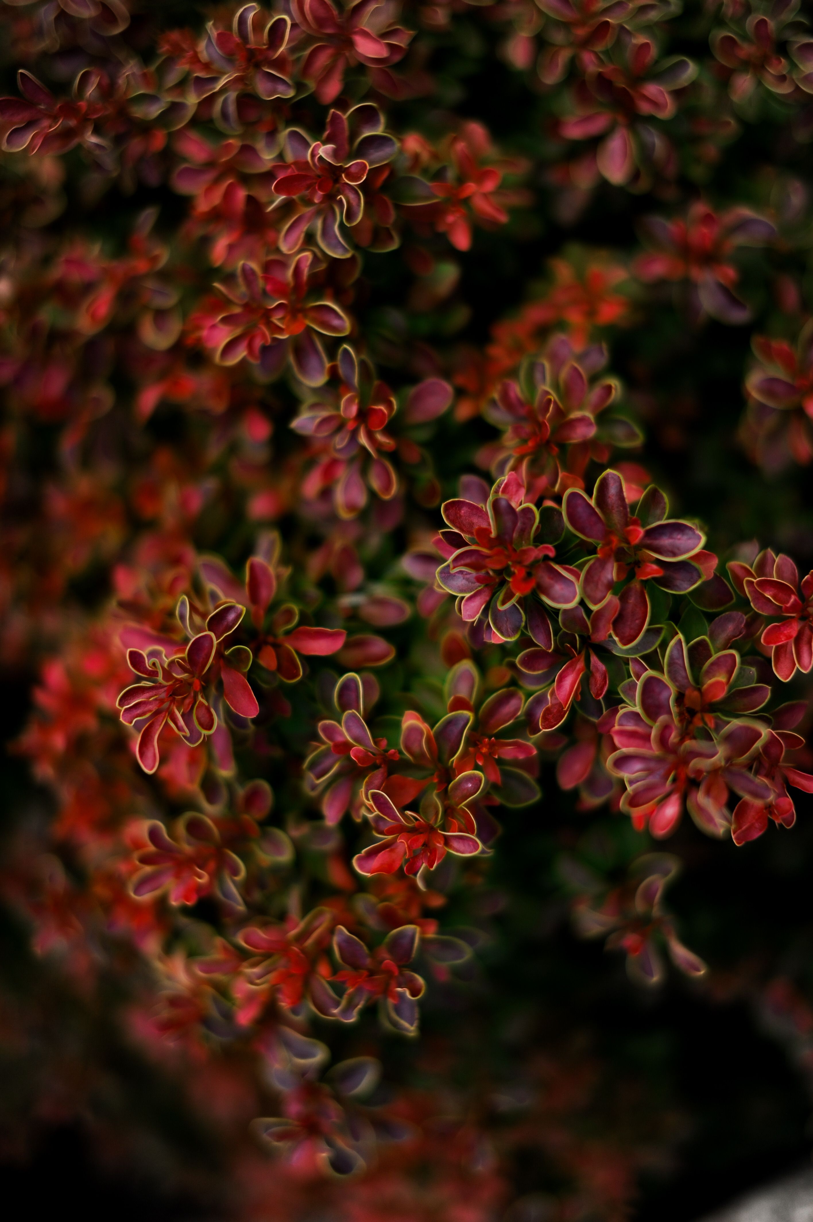 A close up of a plant with red and green leaves · Free Stock Photo