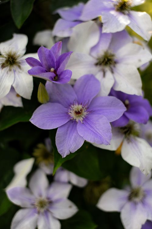Free Vibrant purple and white clematis flowers in full bloom, showcasing natural beauty. Stock Photo
