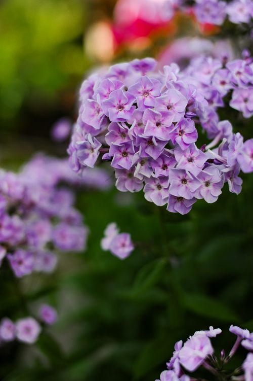 Free Close-up of blooming lilac phlox flowers in a lush garden setting during summer. Stock Photo