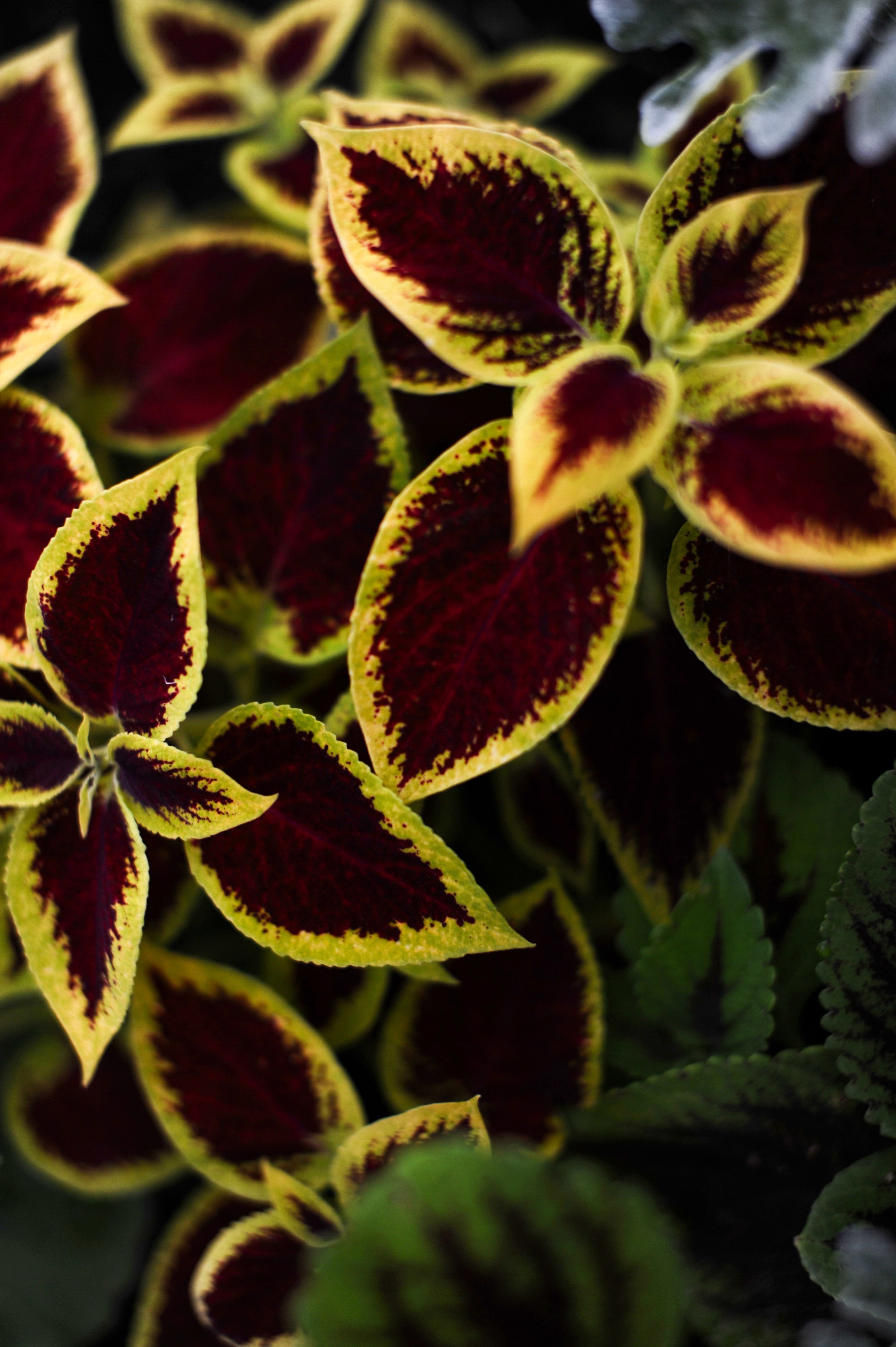 【中古】「非常に良い」High Quality Digital Image for Professional Vol.64 Red & Yellow Leaves A close up of a plant with red and yellow leaves · Free Stock Photo