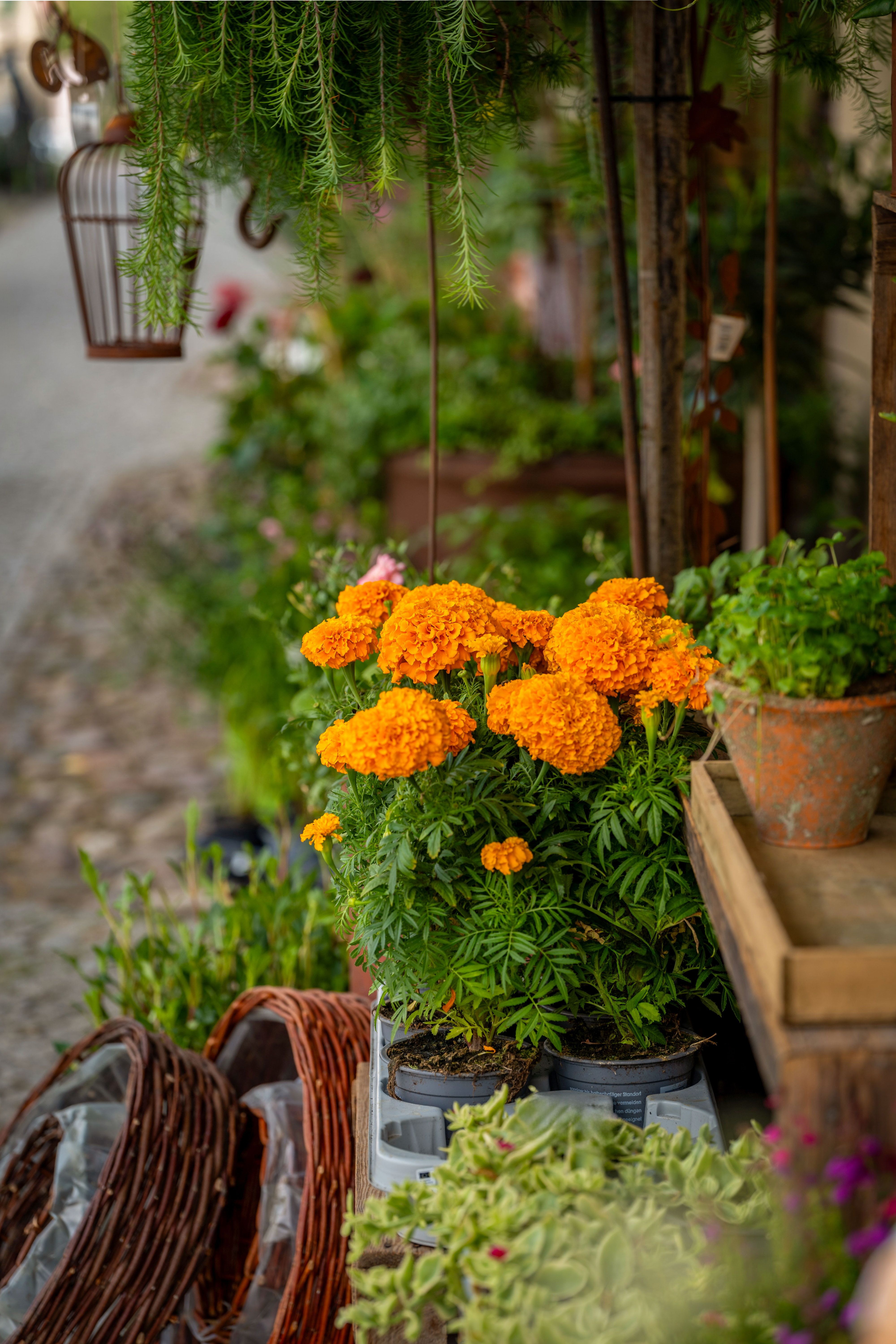 Gratis lagerfoto af baggårdsscene, blomster, blomsterhandel Lagerfoto
