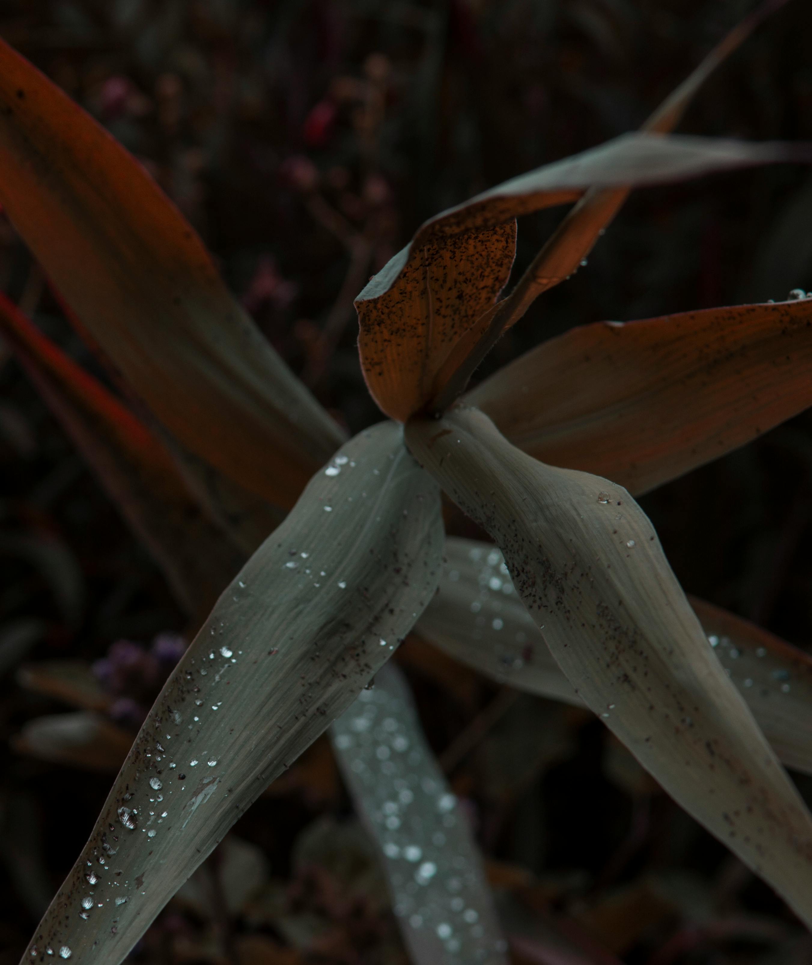 Moody close-up of dried leaves with dew droplets creating a textured, dark atmosphere.