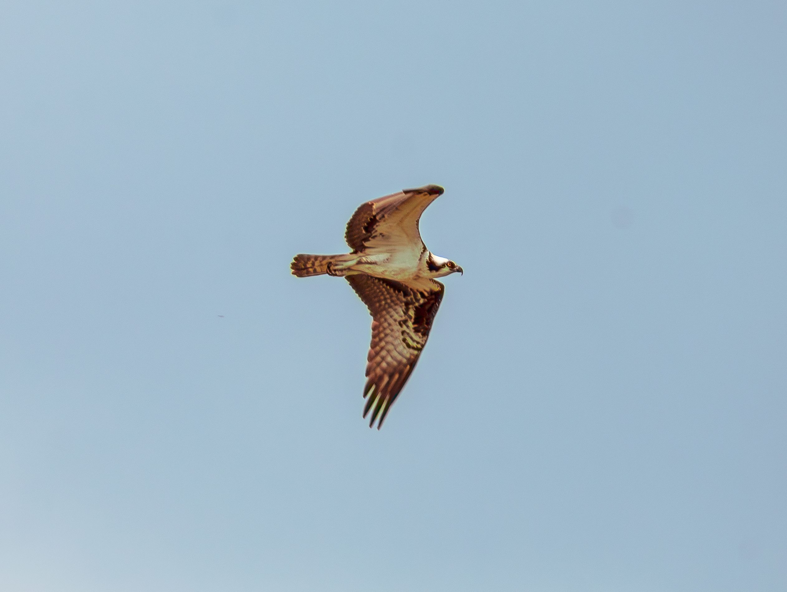 Captivating shot of an osprey soaring high in the clear blue sky over Monroe, Indiana.