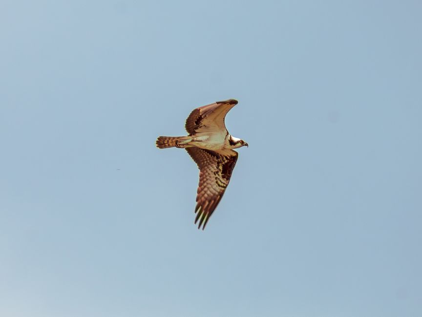 Captivating shot of an osprey soaring high in the clear blue sky over Monroe, Indiana.