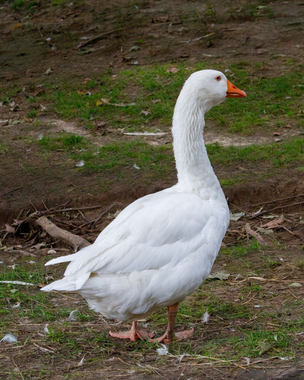 Goose Stranding A white goose standing on the ground next to a tree · Free Stock Photo
