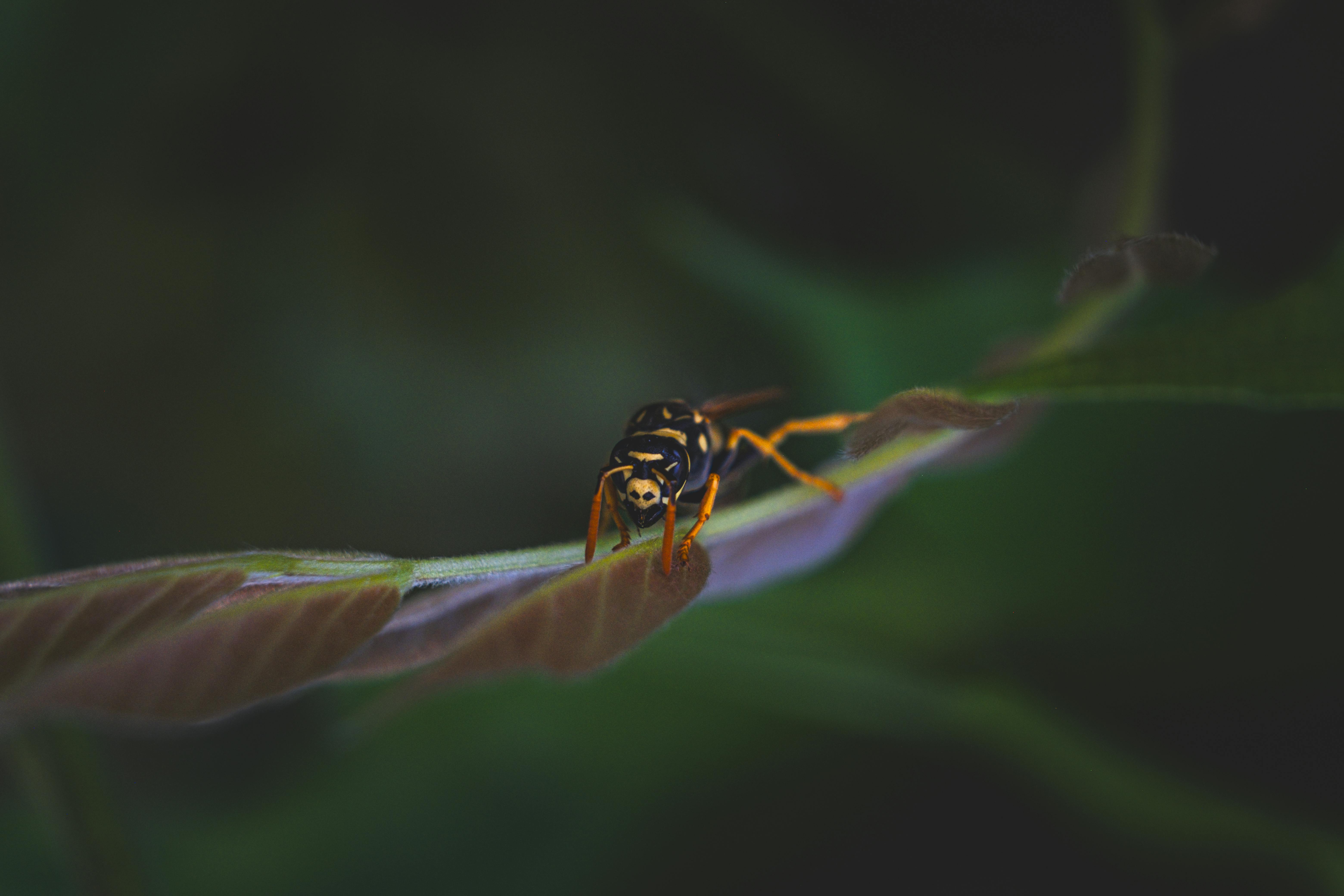 a wasp is sitting on a leaf in the dark