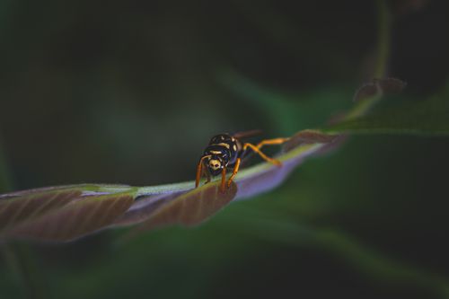 Free Detailed macro shot of a wasp perched on a green leaf in summer light. Stock Photo