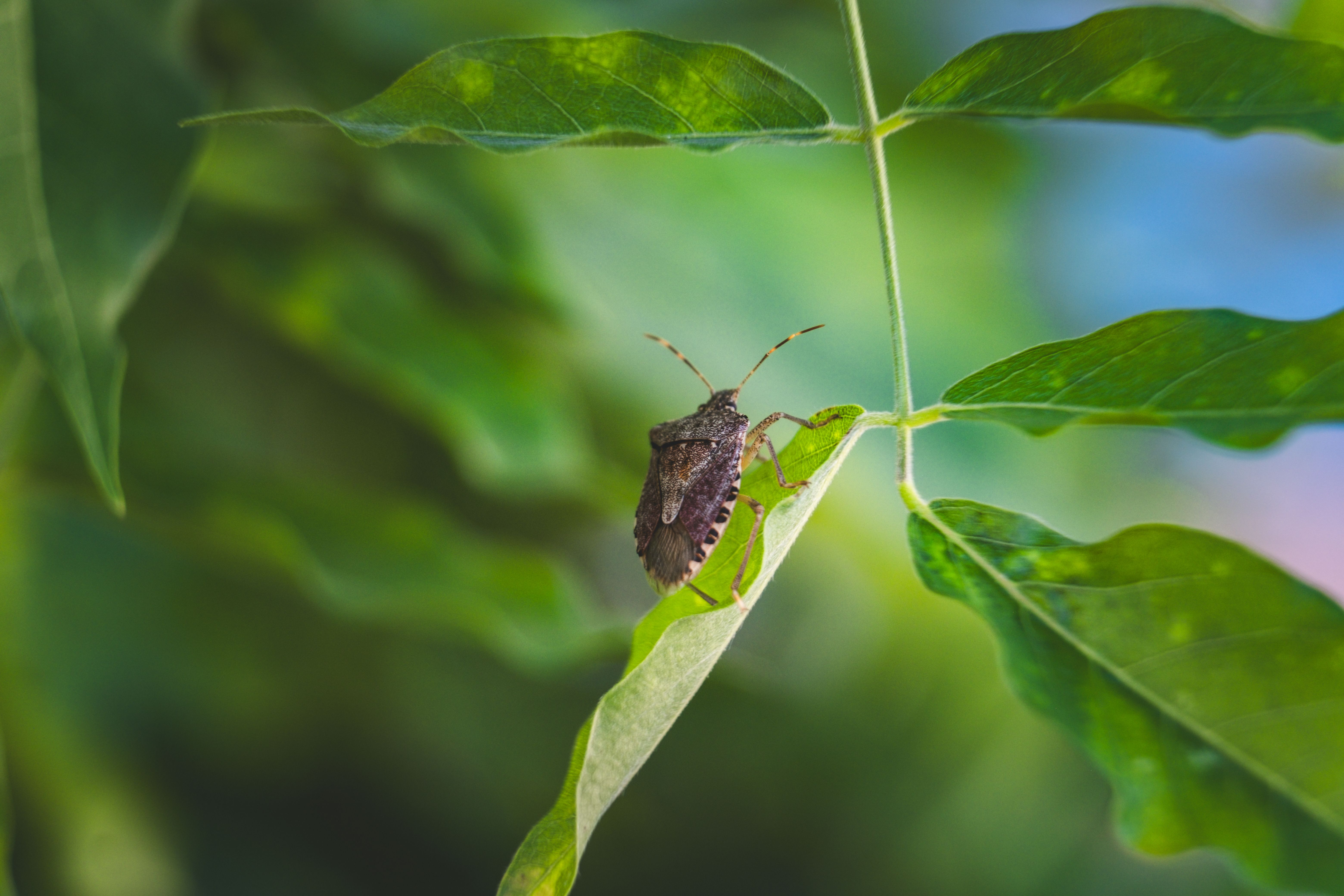 A bug is sitting on a leaf in the sunlight · Free Stock Photo