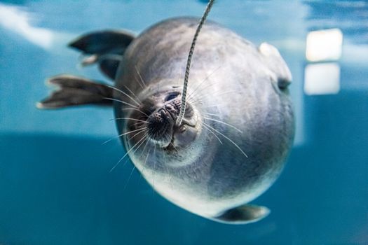 Close-up of a playful seal swimming underwater in a bright, blue aquarium setting.