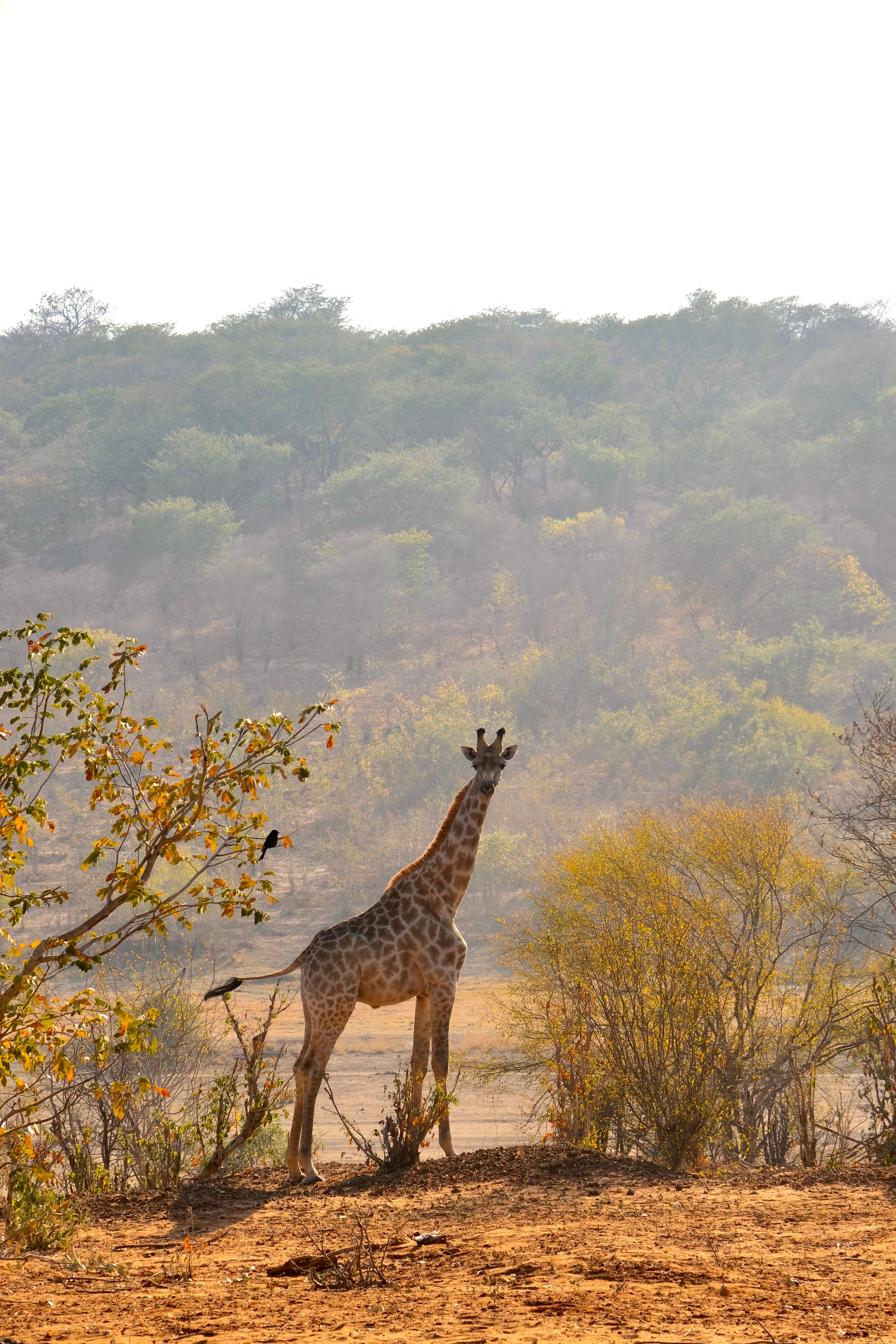 A giraffe standing in the middle of a field · Free Stock Photo
