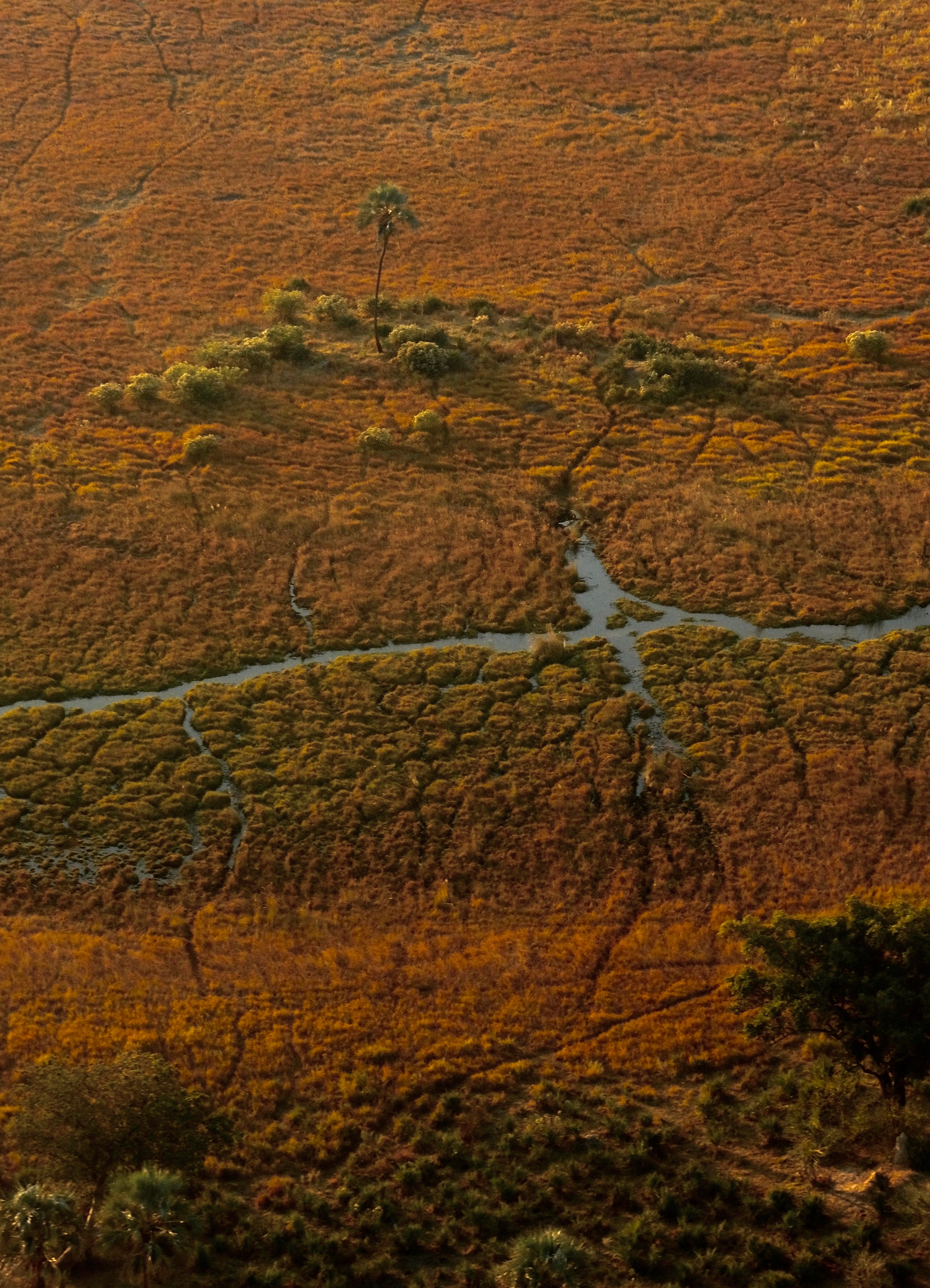 An aerial view of a marsh with a tree in the middle · Free Stock Photo