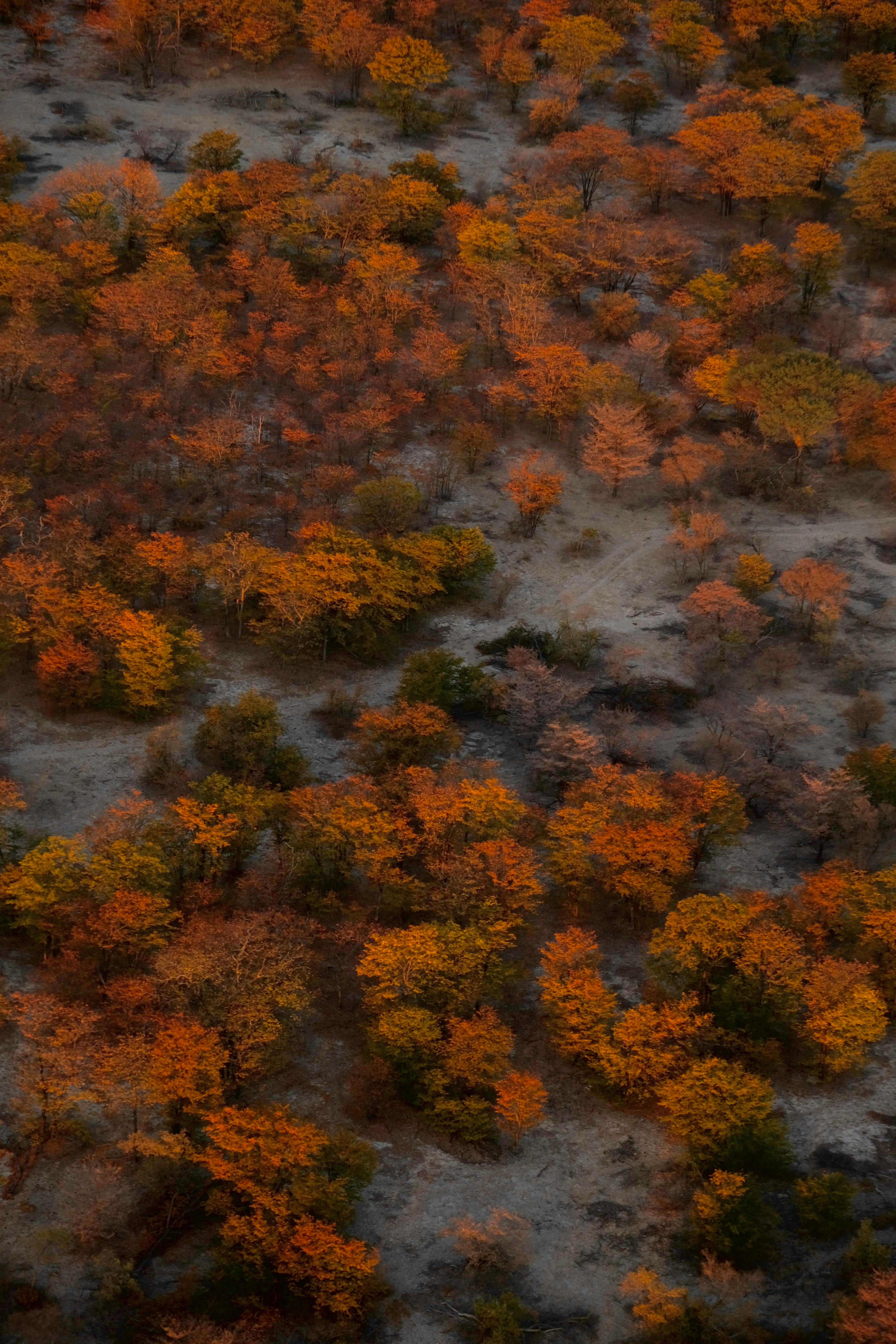 Aerial view of a dense forest displaying vibrant autumn colors, showcasing nature's beauty.