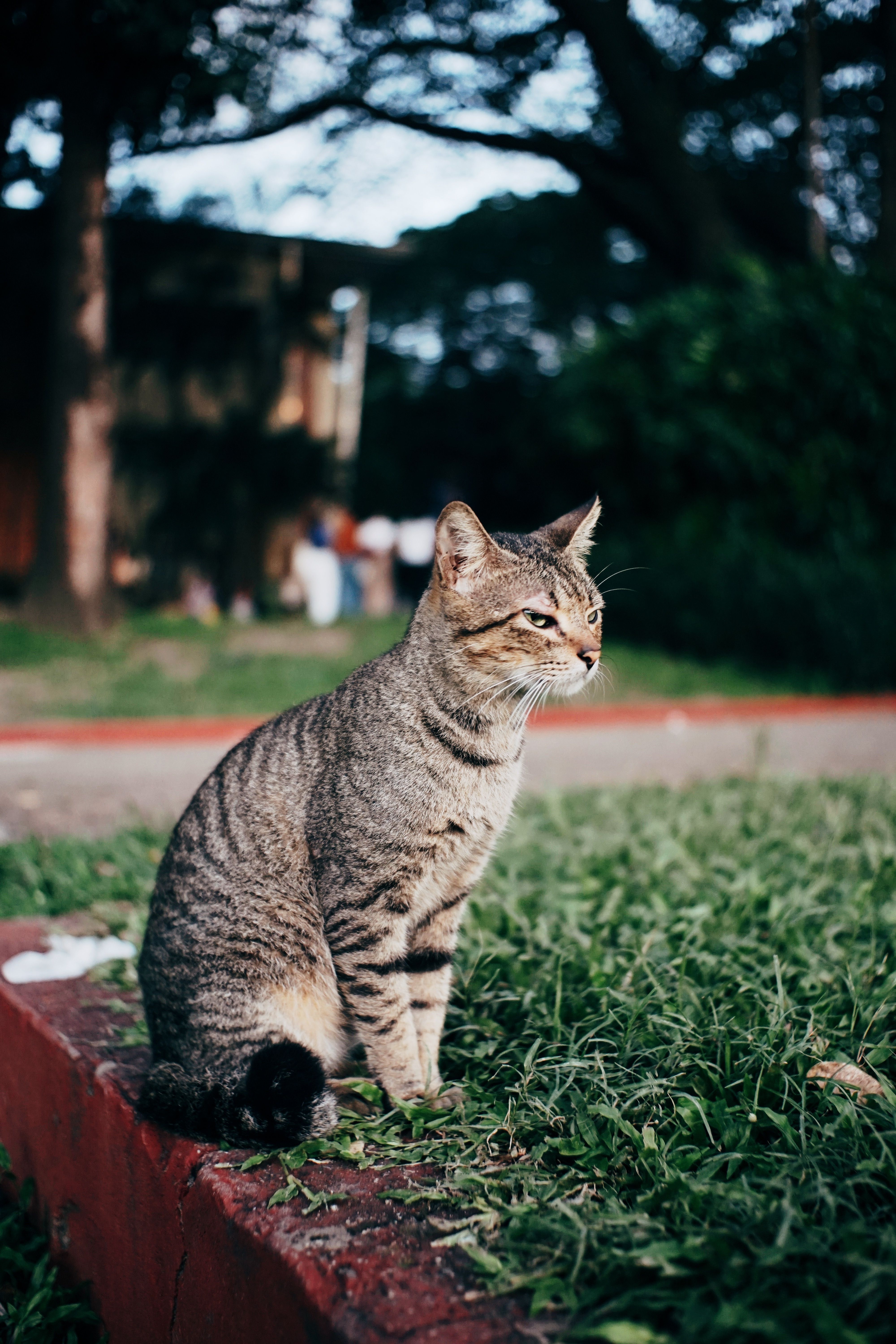 A cat sitting on a ledge · Free Stock Photo