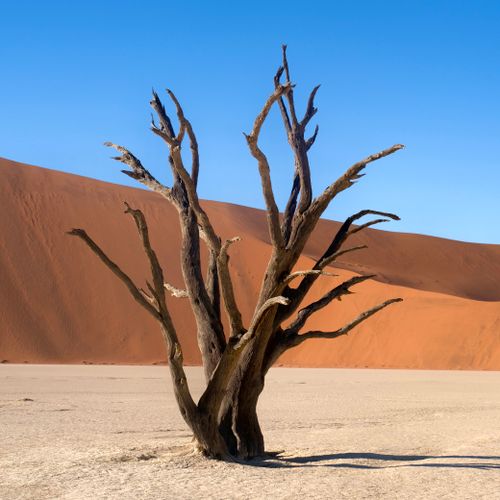 Free A stark withered tree stands in the Namib Desert against an expansive dune under a clear blue sky. Stock Photo
