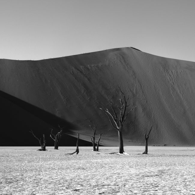 Black and white desert scene with stark trees and towering dune under clear sky.