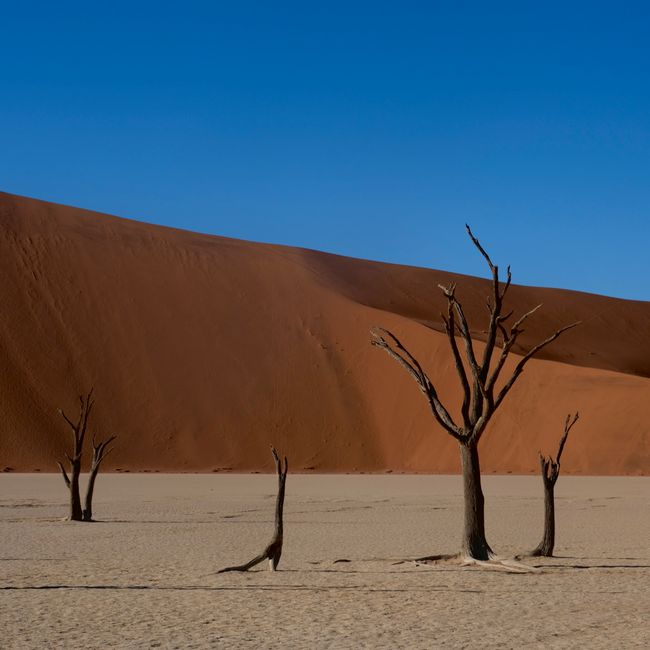 Captivating scene of dead trees against desert dunes and clear blue sky in Namib Desert.