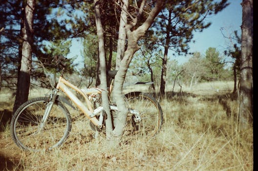 A mountain bike leaning against a tree in a sunny forest scene.