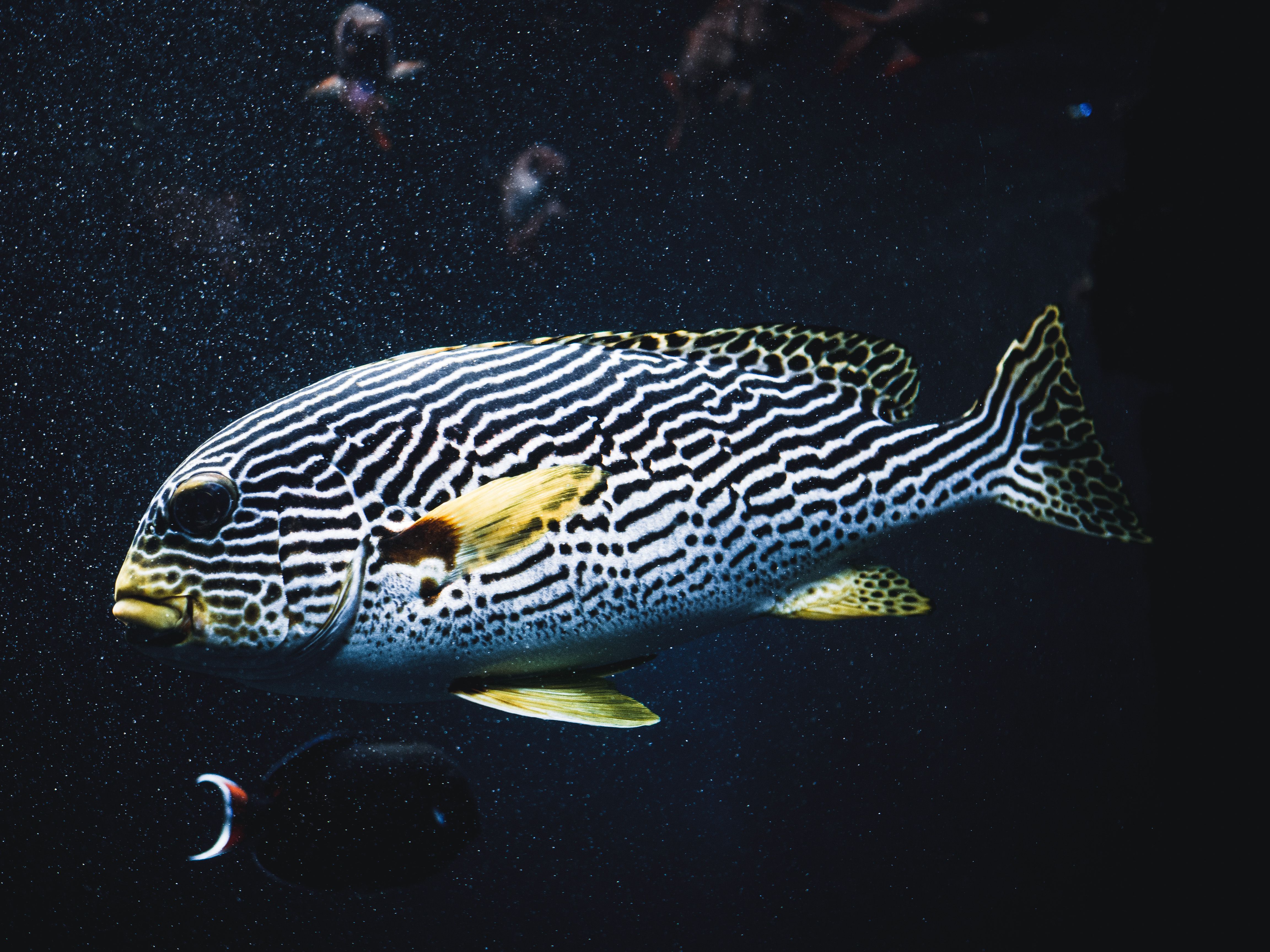 A fish swimming in the water with black and white stripes · Free Stock ...