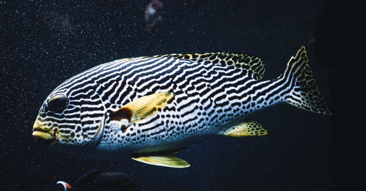 Cropped Image Fish A fish swimming in the water with black and white stripes · Free Stock ...