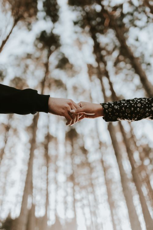 Free Intimate moment of a couple holding hands among tall trees, symbolizing love and connection. Stock Photo