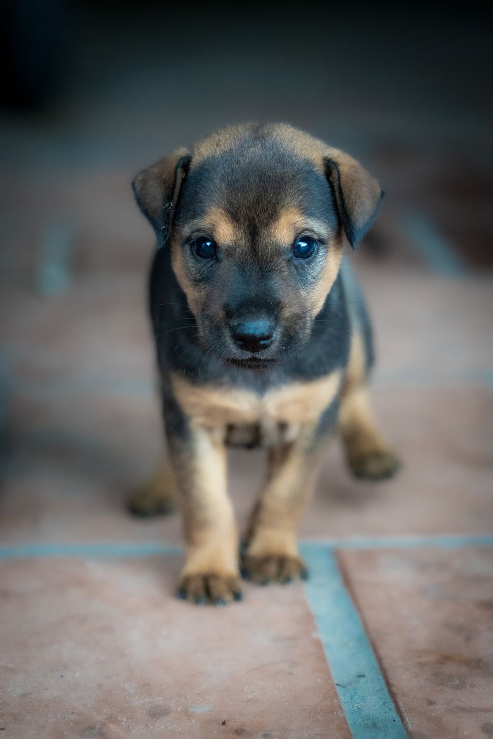 A small brown puppy sitting on the floor · Free Stock Photo