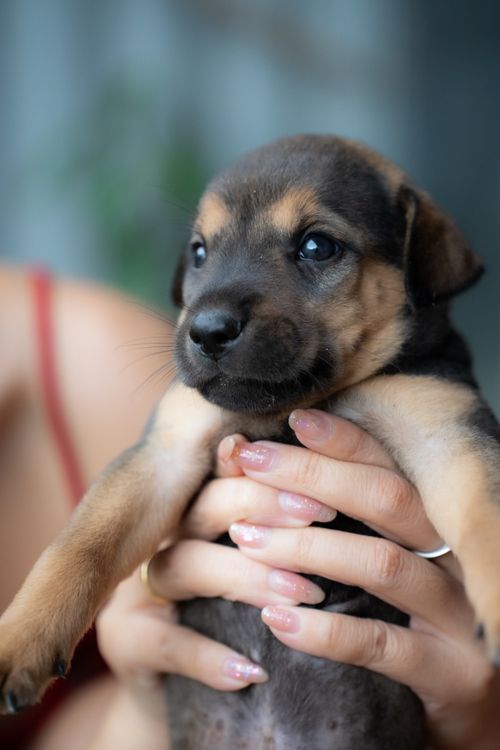 Free Close-up of an adorable puppy being held gently in hands, showcasing its cute expression. Stock Photo