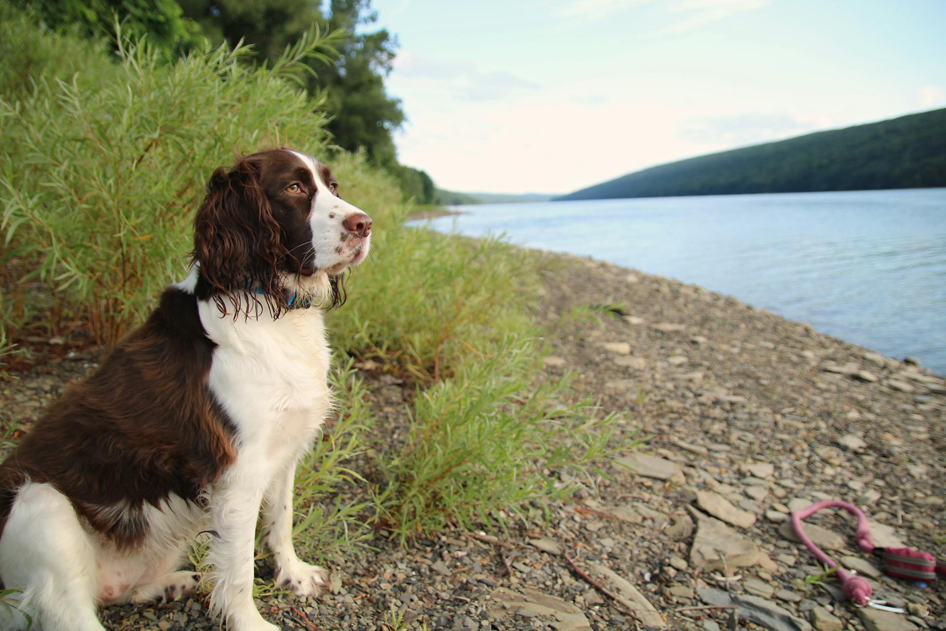 Engelsk springerspaniel poserar vid sjön