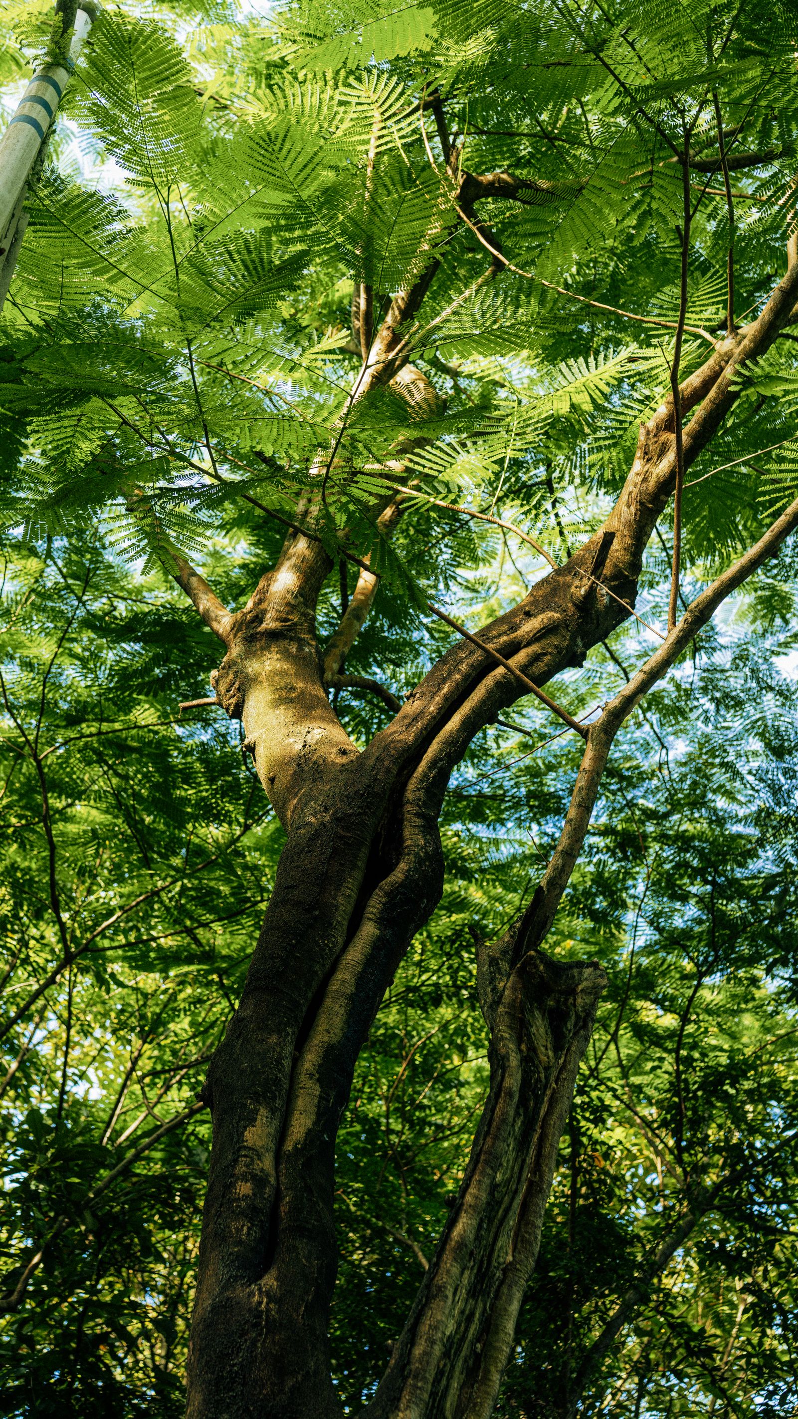 600,000+张最精彩的“Trees”图片 · 100%免费下载 · Pexels素材图片