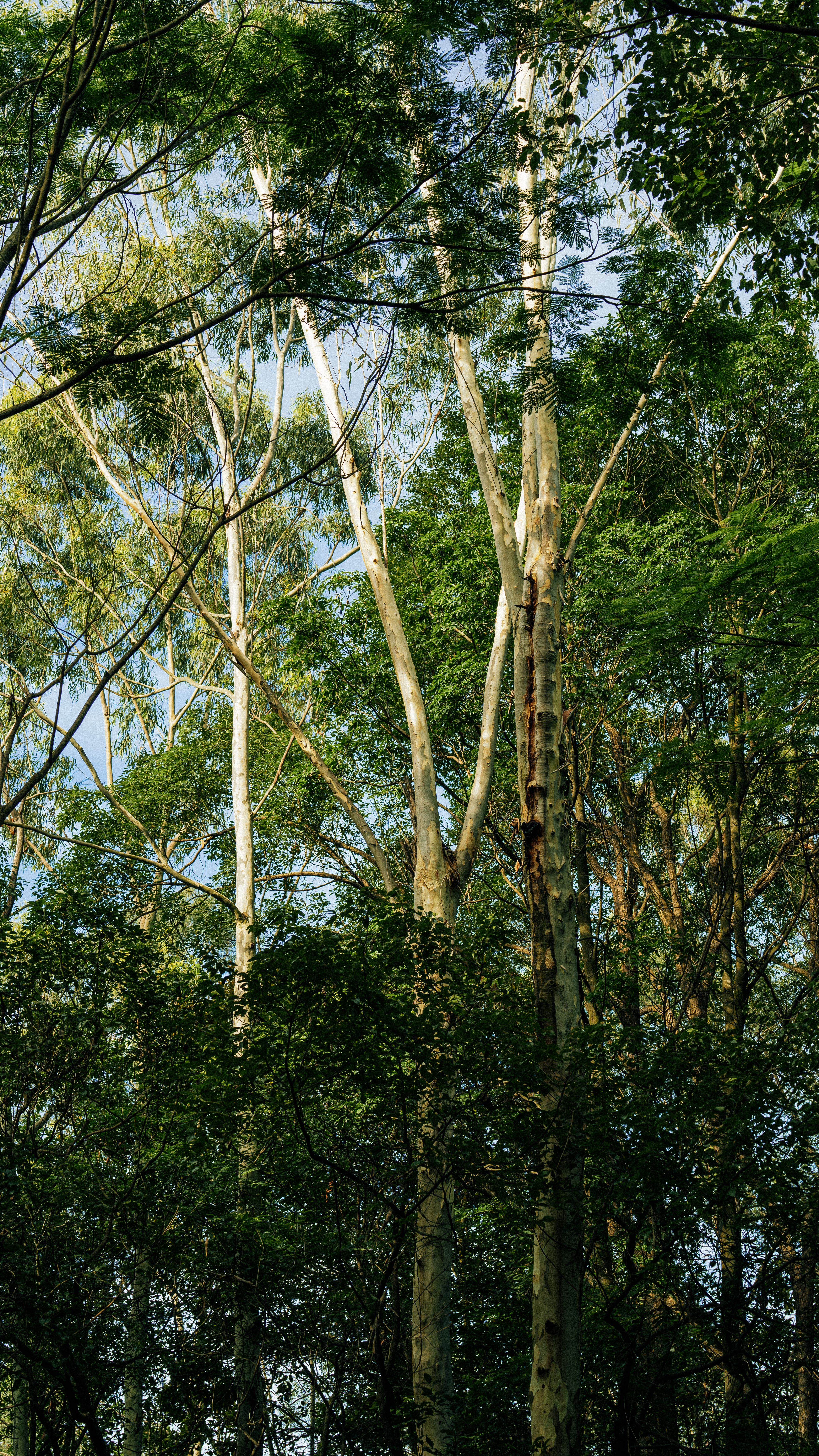 600,000+张最精彩的“Trees”图片 · 100%免费下载 · Pexels素材图片