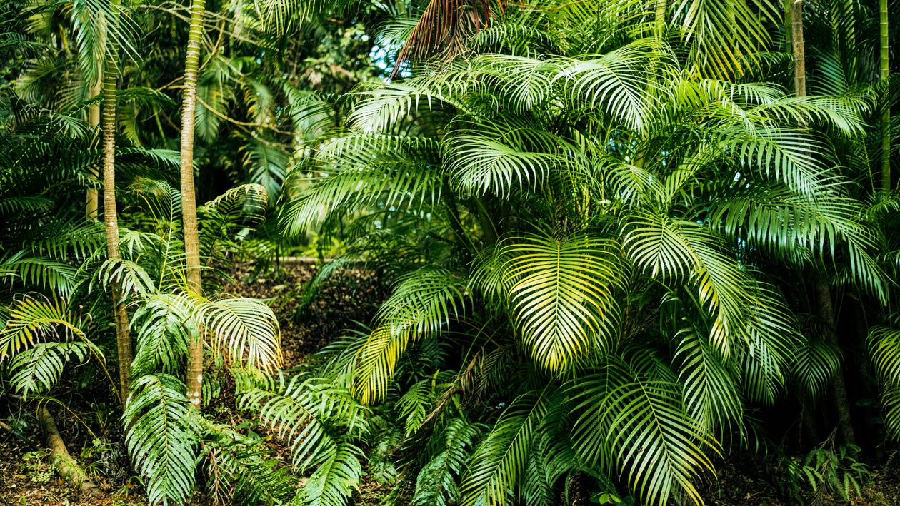 A Tropical Jungle With Many Trees And Plants Free Stock Photo a-tropical-jungle-with-many-trees-and-plants-free-stock-photo