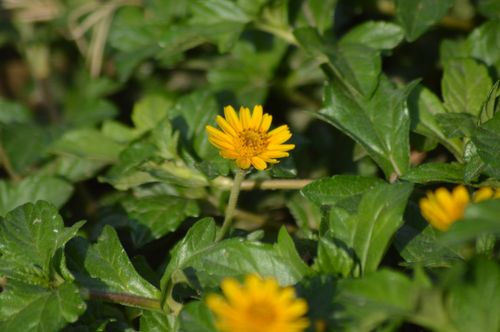 Free yellow  Stock Photo