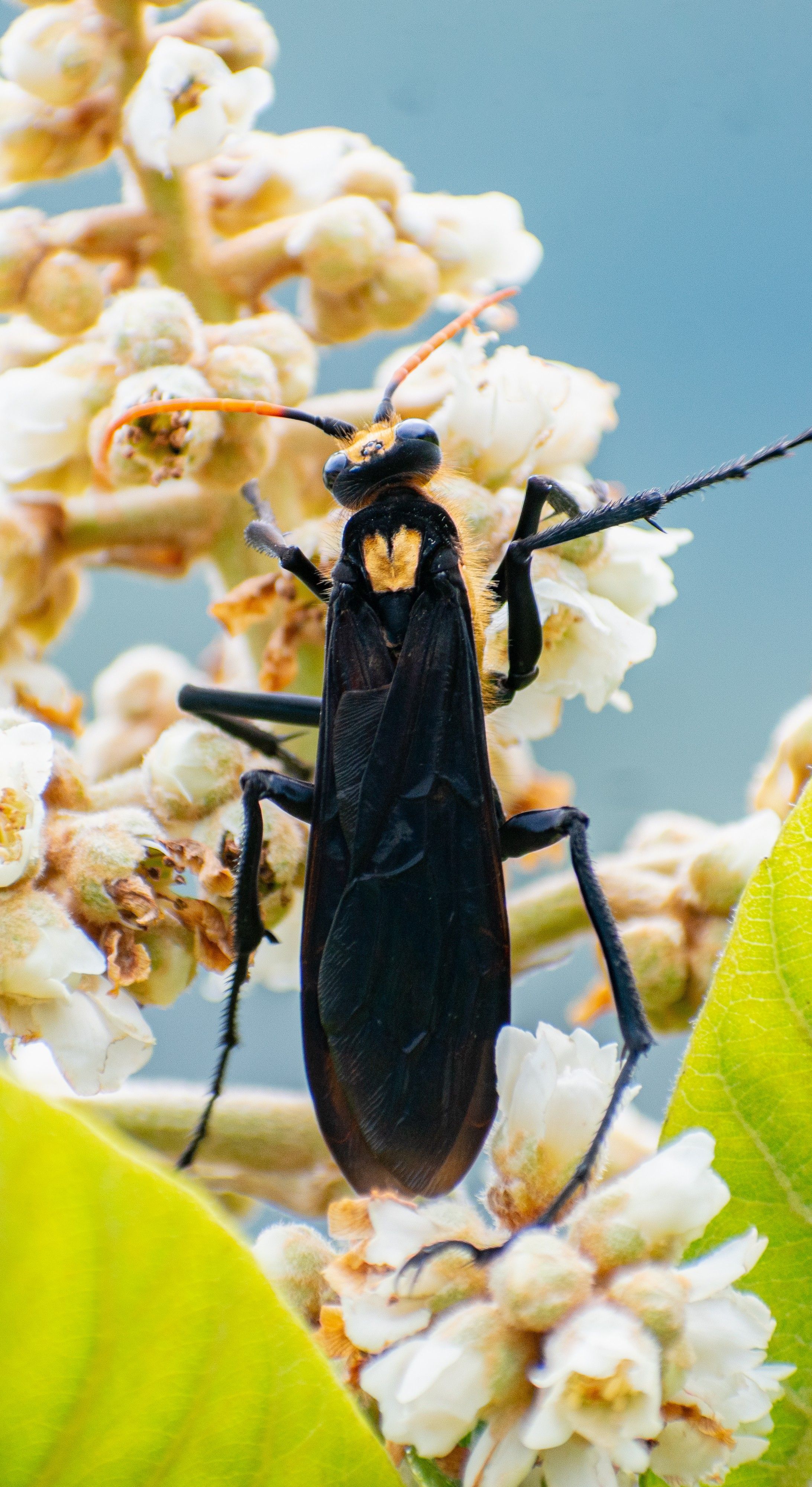 Fotomural Primer plano de un insecto negro sobre flores blancas en Antioquia, capturando la elegancia de la naturaleza.