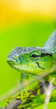 lizard photo