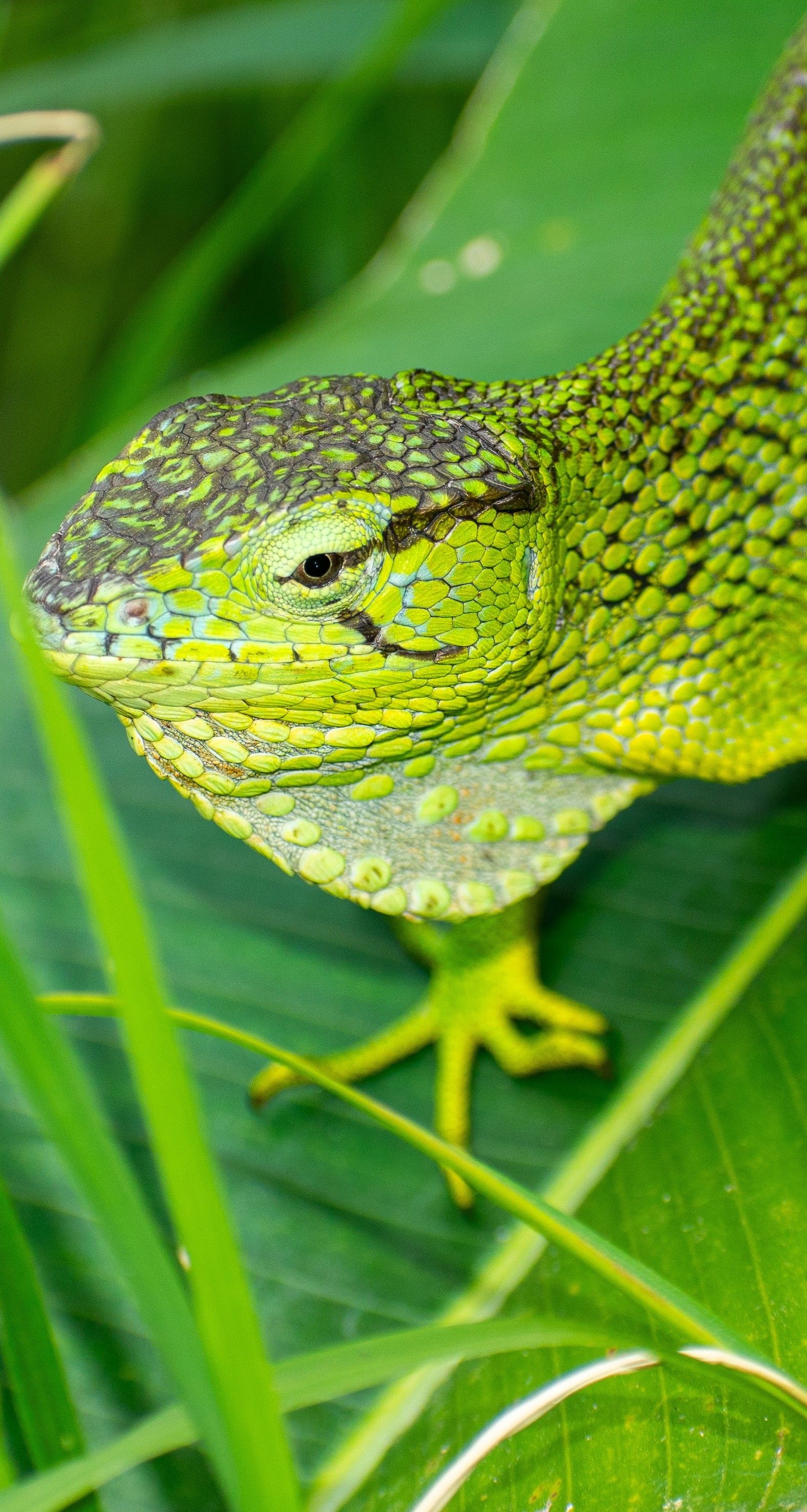 Close-up of a green chameleon blending into lush tropical leaves in Colombia.