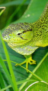 lizard photo