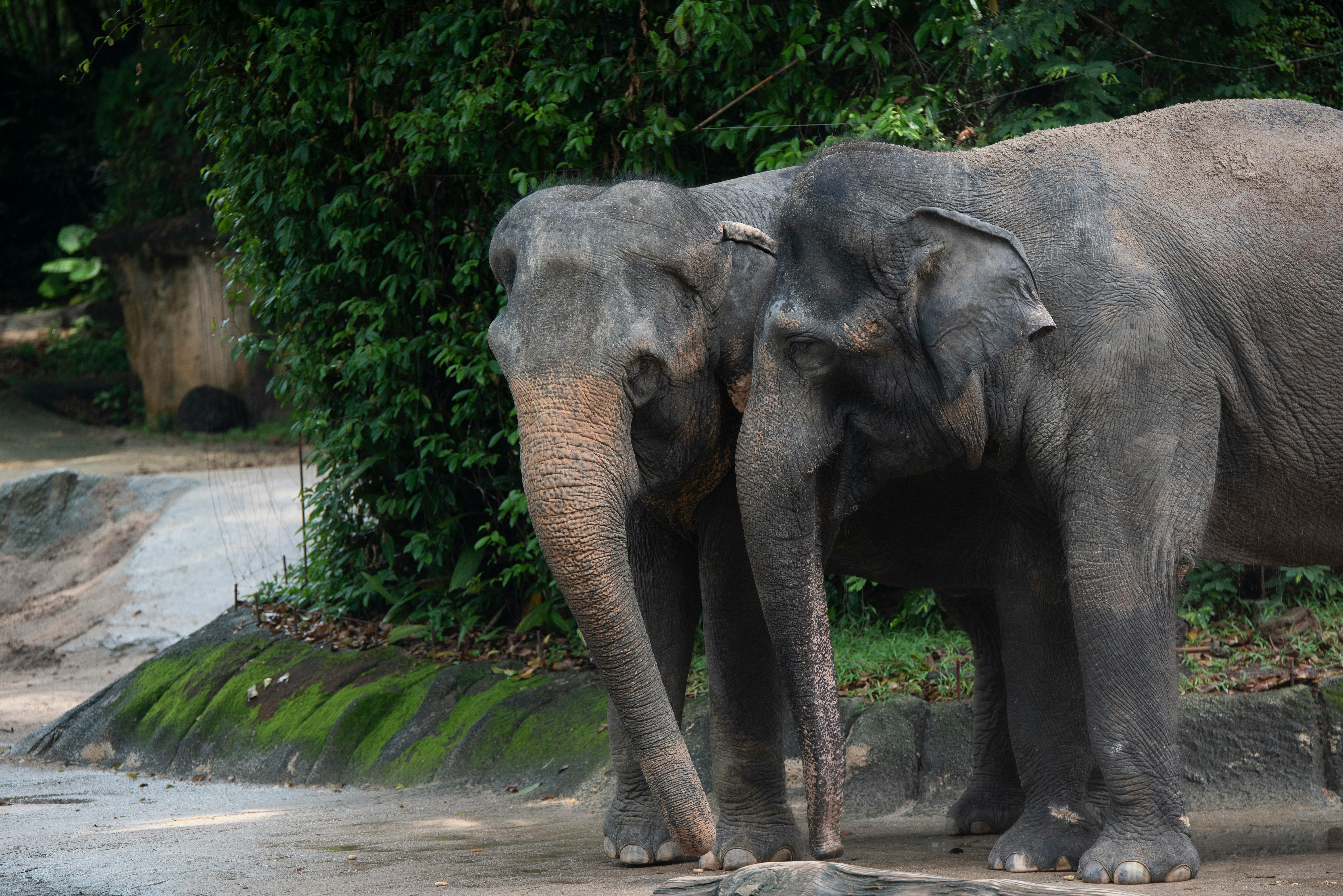 conservation efforts anteater habitat protection awareness education wildlife preservation