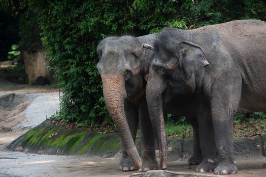 elephant photo