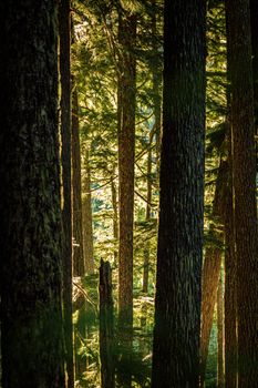 A tranquil view of towering evergreen trees in a misty Washington State forest at dawn.