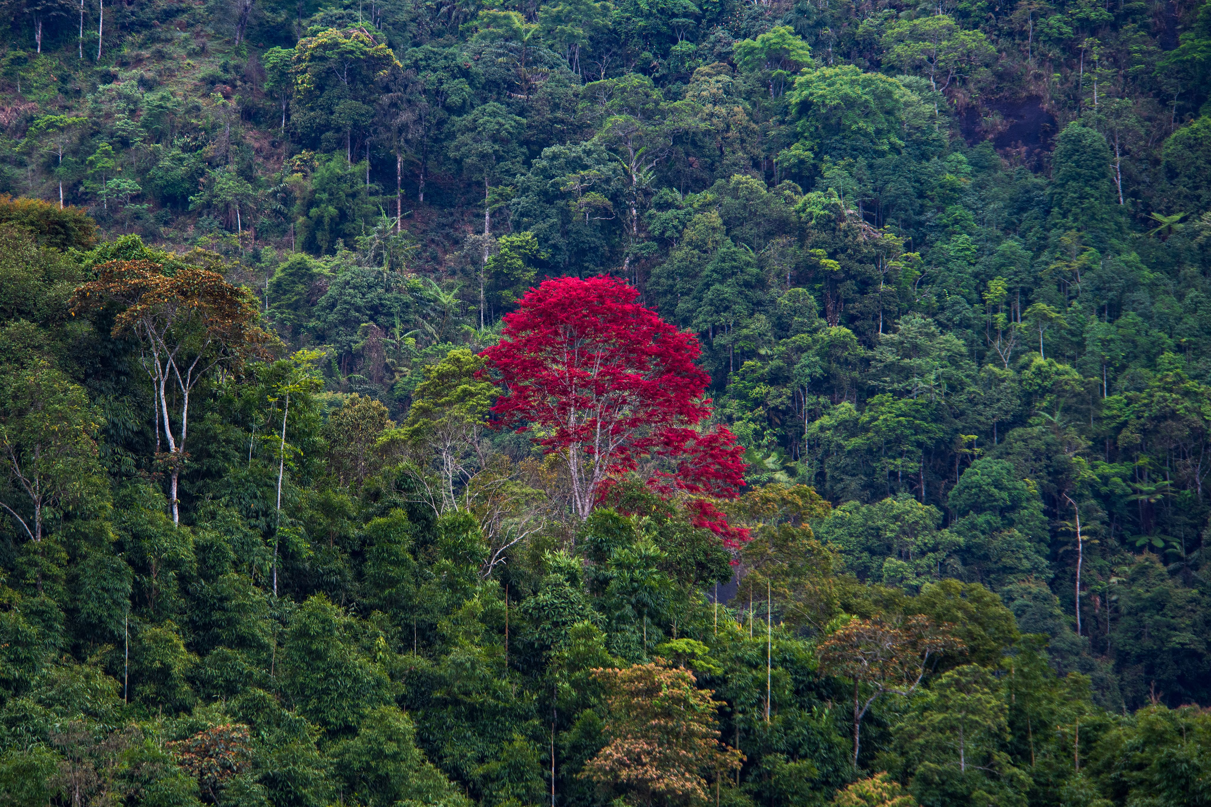 A red tree in the middle of a forest · Free Stock Photo