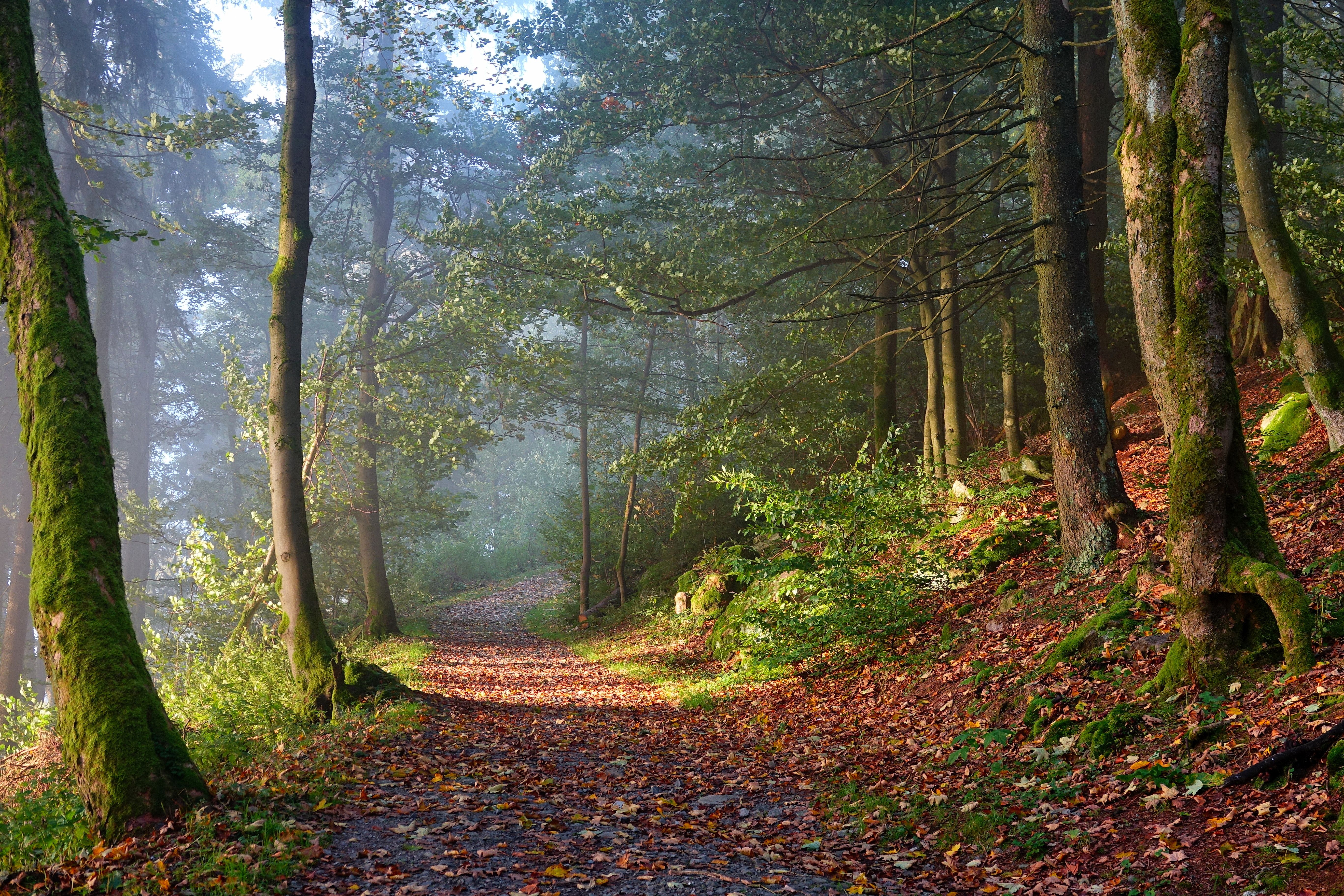 Radau Waterfall & Radautal Valley Walk