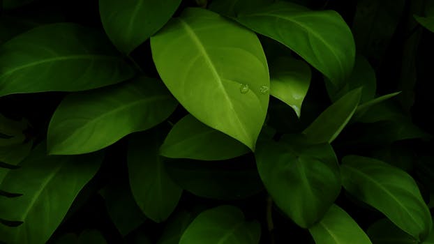 充满活力的绿叶与露珠的特写镜头，展现了新鲜自然之美