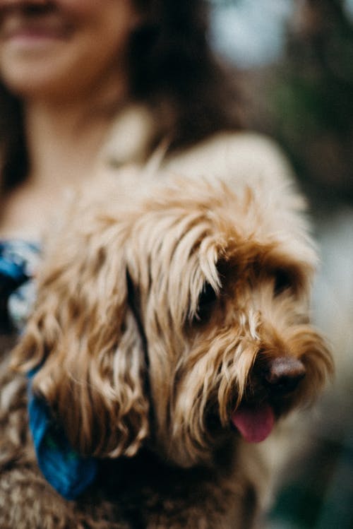 Short-coated Brown Puppy