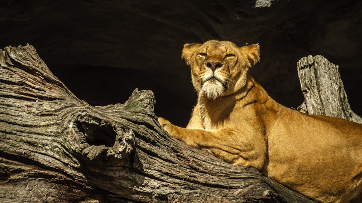 無料 流木の雌ライオン 写真素材