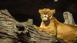 Lioness on Driftwood
